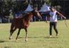 13ª Exposição Especializada do Cavalo Mangalarga Marchador vai até domingo