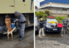 Passageira de ônibus é presa com 12 kg de drogas na Fernão Dias