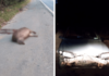 Duas capivaras morreram após serem atropeladas na Rodovia Capitão Bardoíno