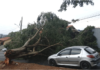 Ventos fortes provocam queda de árvores em alguns pontos de Bragança Paulista