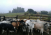 Mais de 10 cabeças de gado são furtadas de propriedade rural