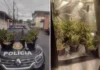 Operação da Polícia Civil descobre cultivo de maconha em Bragança Paulista