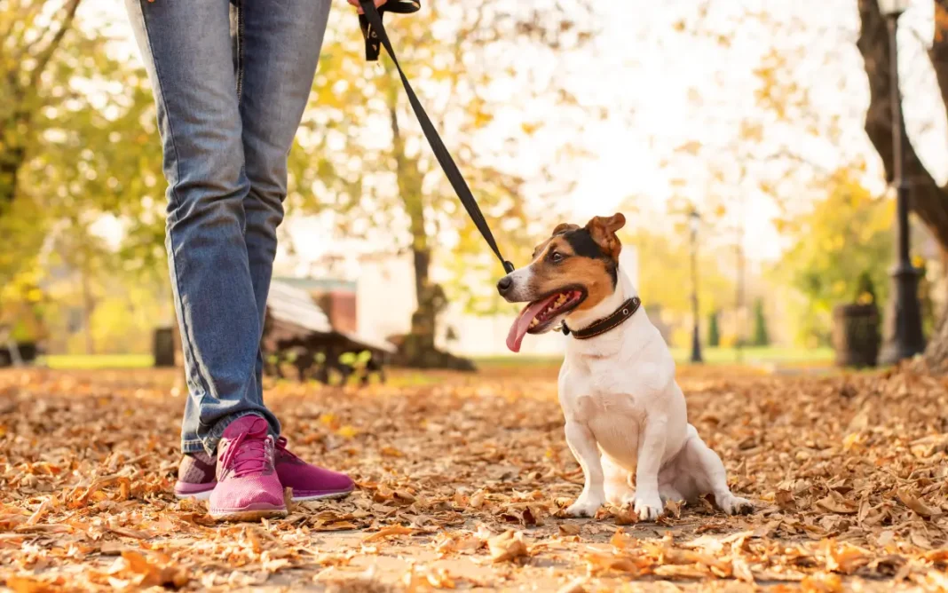 Senado aprova cadastro nacional de animais de estimação