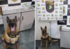 Cão Iron localiza drogas escondidas em terreno baldio e homem vai preso