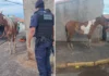 Homem é preso pela GCM por tráfico de drogas usando um cavalo