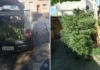 Operação conjunta apreende pés de maconha em Joanópolis