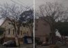 Árvores comprometidas serão substituídas em Socorro