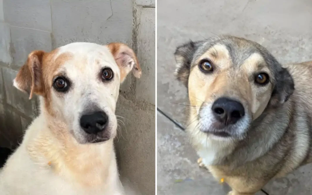 Canil Municipal tem dezenas de animais disponíveis para adoção em Bragança Paulista