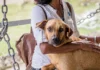 Bragança Paulista mantém inscrições abertas para programa de lar temporário para cães e gatos resgatados
