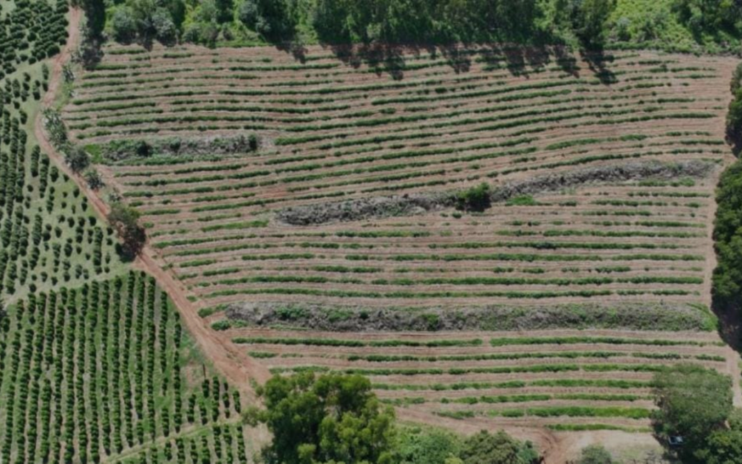 Descubra os Sistemas Agroflorestais e fortaleça sua produção agrícola-1