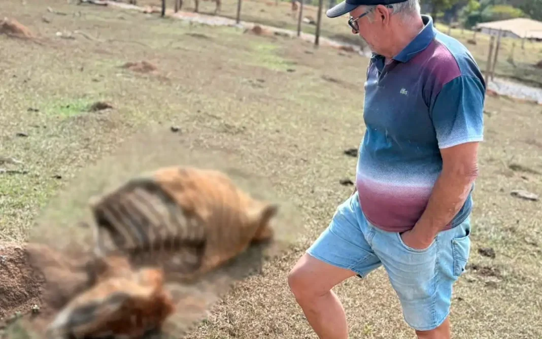 Vaca é morta cruelmente em pasto e tem parte do corpo arrancada na zona rural de Bragança Paulista