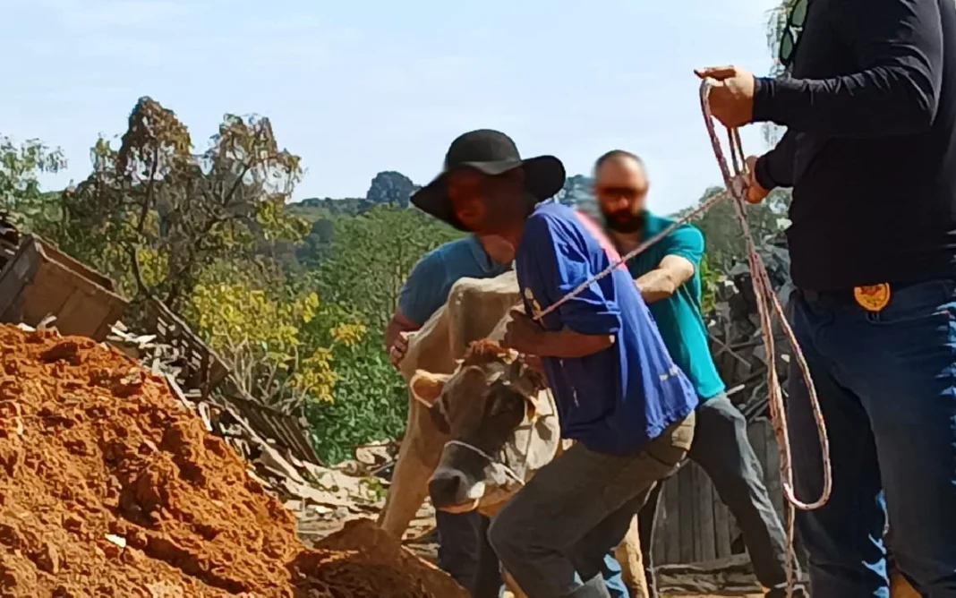 Vaca vítima de maus-tratos é resgatada pela Prefeitura e Polícia Civil em Bragança Paulista