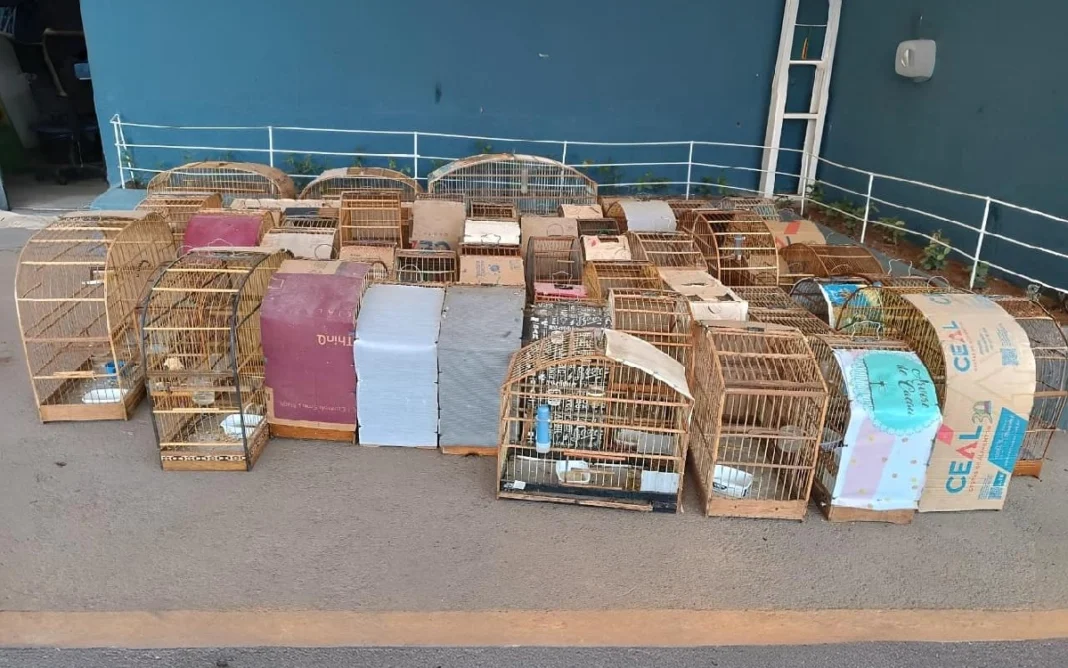 60 aves são resgatadas de cativeiro ilegal em Bragança Paulista