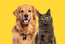 Castramóvel acontece nos dias 13 e 14 de dezembro em Bragança Paulista