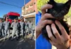 Bombeiros resgatam gato preso por mais de cinco horas em tubulação
