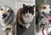 Bragança Paulista tem cães e gatos disponíveis para adoção no Abrigo Municipal