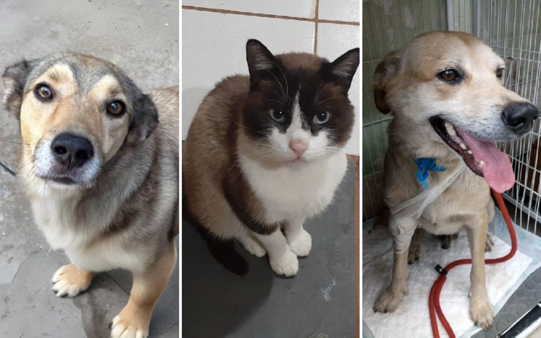 Bragança Paulista tem cães e gatos disponíveis para adoção no Abrigo Municipal