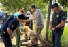 GCM resgata cadela Madalena após acidente e devolve animal à família em Bragança Paulista