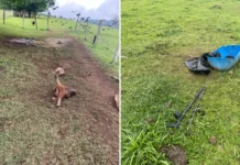 Ladrões de gado voltam a agir na região bragantina