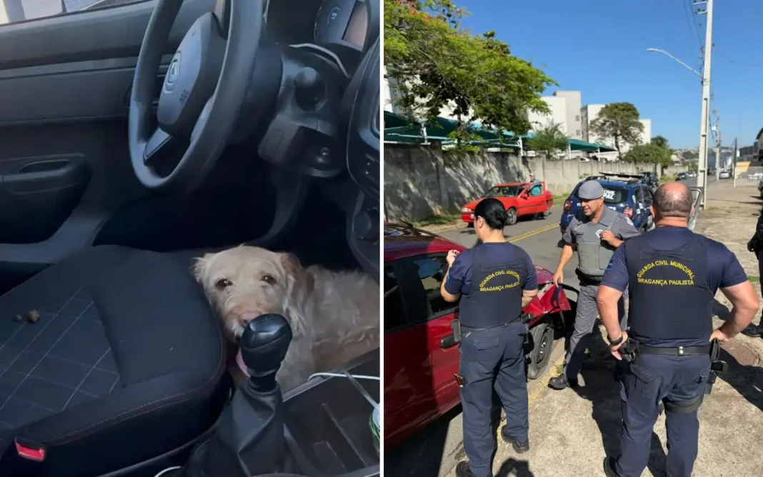 Motorista abandona carro após acidente e deixa cachorro trancado dentro do veículo