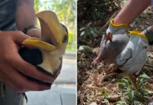 Bragança Paulista registra série de resgates de animais silvestres nos últimos dias