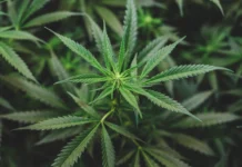 Anvisa amplia o uso da cannabis medicinal no Brasil