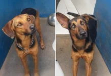 Bragança Paulista abre cadastro para lares temporários de cães e gatos resgatados