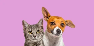 Castramóvel atende nos dias 22 e 23 em Bragança Paulista