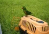 Meio Ambiente realiza soltura de aves silvestres reabilitadas em Bragança Paulista