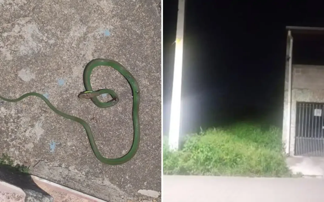 Moradores do Parque Brasil pedem limpeza urgente de terreno abandonado