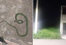 Moradores do Parque Brasil pedem limpeza urgente de terreno abandonado