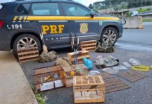 PRF flagra grupo reincidente em crime ambiental durante patrulhamento na Fernão Dias