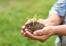 Plantios ambientais devem ser realizados no período de chuvas, alerta Prefeitura