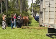 Atuação rápida da DIBEM garante resgate e atendimento a égua ferida em Bragança Paulista