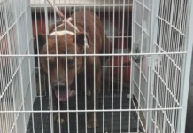 Bebê de 11 meses morre após ataque de cachorro em Socorro