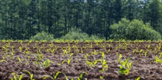 Bragança Paulista receberá R$ 1,9 milhão para restauração ambiental