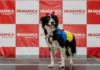 Bragança Shopping recebe Desfile Pet e feira de adoção de cães
