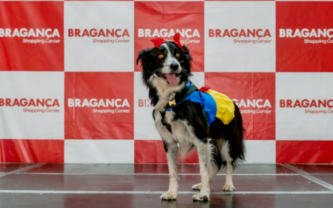 Bragança Shopping recebe Desfile Pet e feira de adoção de cães