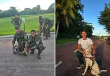Bragantino salva cachorro de ataque de sucuri em quartel do Exército no Pará