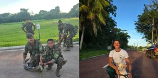 Bragantino salva cachorro de ataque de sucuri em quartel do Exército no Pará