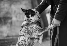 Cães e gatos podem ser sepultados em jazigos familiares em São Paulo