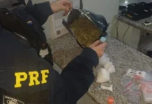 Dupla é presa com maconha, cocaína e ecstasy na Fernão Dias; cão é liberado