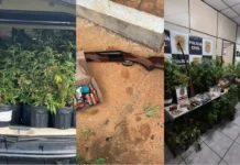 Megaoperação revela centro de produção de drogas com maconha, ecstasy, LSD e metanfetamina