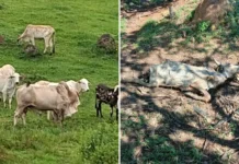 Operação “Bull” apura denúncia de maus-tratos a animais em Vargem