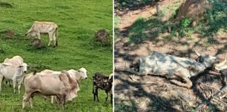 Operação “Bull” apura denúncia de maus-tratos a animais em Vargem