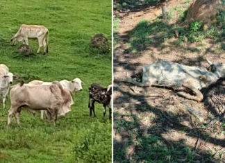 Operação “Bull” apura denúncia de maus-tratos a animais em Vargem