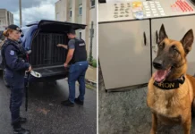 Operação conjunta prende homem por tráfico de drogas em Bragança Paulista