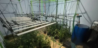 Pedido cancelado: 16 kg de maconha e frascos de óleo são apreendidos pela Polícia Civil