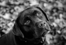 Projeto prevê até 10 anos de prisão para quem maltratar cães e gatos