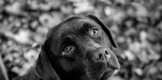 Projeto prevê até 10 anos de prisão para quem maltratar cães e gatos